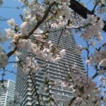 桜が咲き始めました