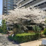 都内は桜ももう終わり頃